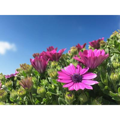 ふるさと納税 美作市 早春を飾る花苗セット【3月発送】12ポット |  | 01