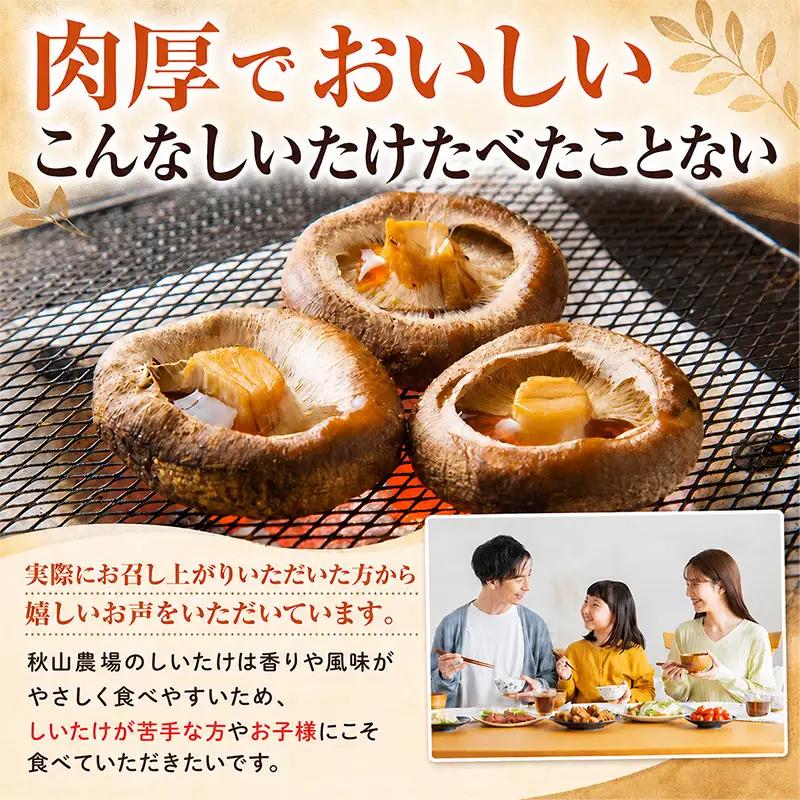 【訳あり】不揃い 生しいたけ 肉厚 約500g 秋山農場 しいたけ