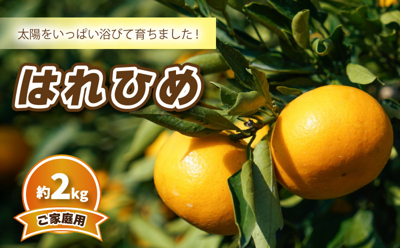 
                  【2026年12月頃から順次発送】はれひめ (家庭用) 約2kg | みかん 柑橘 はれひめ 蜜柑 みかん 愛媛県 松山市
                