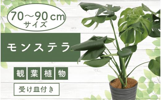 
4月上旬～発送【観葉植物】モンステラ70cm～90cm/黒シュエット鉢(鎌ヶ迫園芸場/021-1487) 南国鹿児島県で育った 観葉植物！植物 鉢付 インテリア 室内 オフィス おしゃれ プレゼント ギフト 開店祝い 移転祝い マイナスイオン【配送不可地域：北海道・沖縄県・離島】
