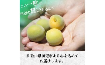【先行予約】 青梅【紀州南高梅】 3kg（2026年5月～6月以降順次発送予定） / 生梅 梅干し 梅酒 梅ジャム 梅シロップ 産地直送 国産 和歌山 【tcs021】