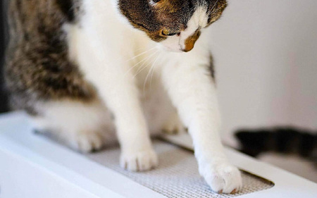ダンボール製猫ハウスとびばことんでミルにゃん！ - 段ボール製の今までなかった猫ハウス！