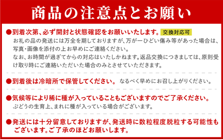 【先行予約】＼バイオレットキング  約750g／ 1房  冷蔵 高級 種無し 種なし シャインマスカット ブドウ ぶどう 品種 果物 甘い 巨峰 美味しい 希少 人気 ランキング おすすめ 贈答 ギフ