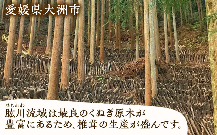 【先行予約】【11月上旬から順次発送】自然栽培！ひじかわの原木生椎茸 約1kg　愛媛県大洲市/中野はじめ商店 [AGBO001]しいたけ きのこ キノコ 茸 こんぶ 手作り お土産 保存食 ご飯のお供