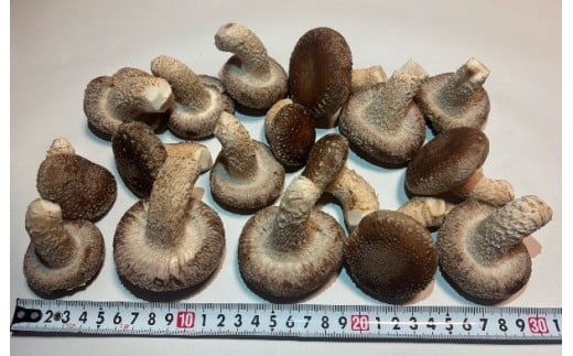 川西町産「生椎茸」　肉厚で足太の生椎茸500グラム入り