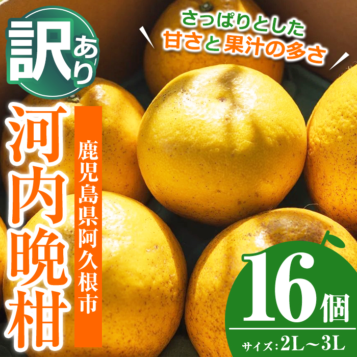 ＜先行予約受付中！2027年3月中旬以降順次発送予定＞訳あり 河内晩柑(2L～3L・16個・約6.4kg) 柑橘 フルーツ 果物 国産 みかん 期間限定 数量限定 【株式会社土曜日】akn069-14
