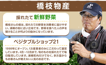十勝 電子技法栽培たまねぎ 約10kg 《10月上旬から順次出荷》橋枝物産 北海道 浦幌町