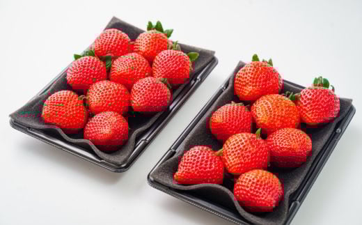 【先行受付】【期間限定】あまりん 大玉のみを厳選してお届け 2パックセット  土耕栽培いちご こだわりあまりん  埼玉県 川島町 いちごファクトリー