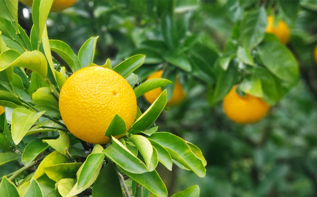 特別栽培スイートスプリング 8kg サイズミックス