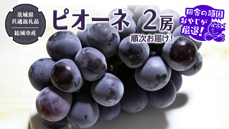 
            ピオーネ 2房 【2025年8月より発送開始】（茨城県共通返礼品 [ぶどう]：結城市産）田舎の頑固おやじが厳選！ ぶどう ブドウ 葡萄 大粒 ギフト 甘い 美味しい フルーツ
          