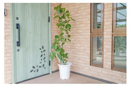 【観葉植物】ベンガレンシス 曲り10号 観葉植物