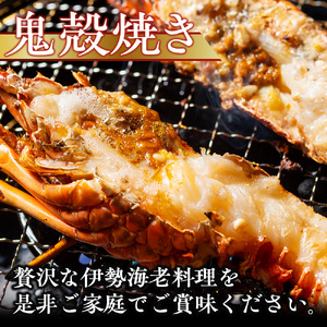 活き　伊勢海老Ｂコース　2～4尾（約800～850g）　山庄水産／　伊勢えび　エビ　海老　伊勢志摩産