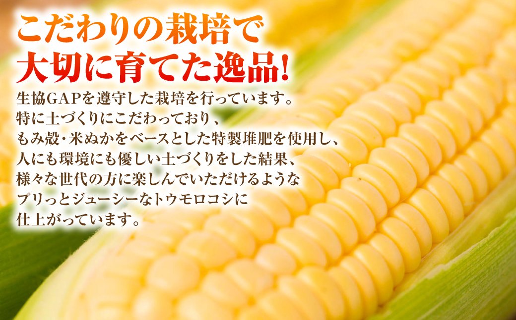 【先行予約】プリッとジューシー！ 熊本県 八代市産 スイートコーン ゴールドラッシュ 約4.5kg (13～16本) とうもろこし トウモロコシ コーン 甘い 朝採り 高糖度 BBQ  熊本県 八代市
