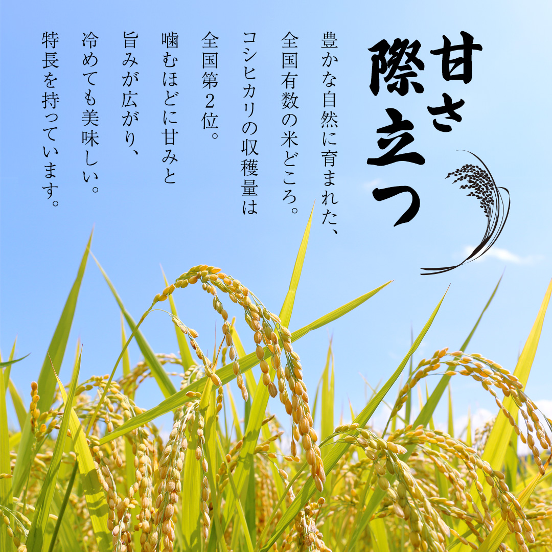 【 2026年6月発送開始 3ヶ月連続定期便 】令和7年産 ＜ 精米 