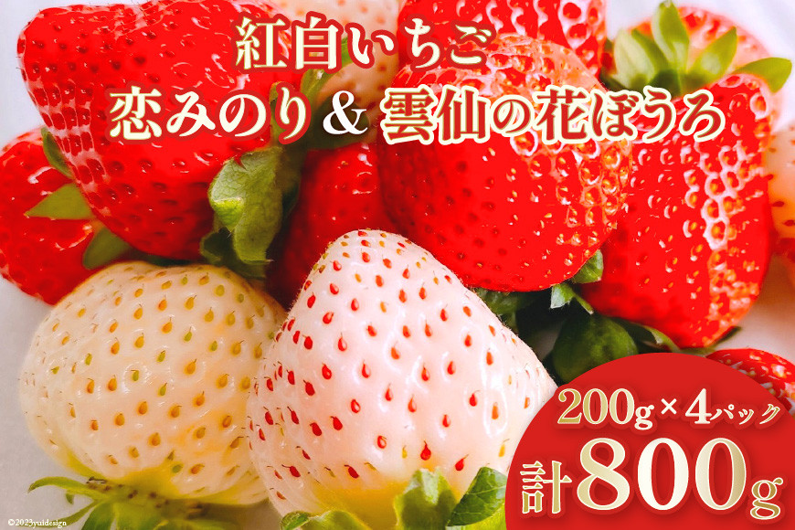 
【期間限定発送】 いちご 紅白いちごセット「恋みのり」「雲仙の花ぼうろ」計4パック [トトノウ 長崎県 雲仙市 item1409] 苺 イチゴ 4パック 赤いちご 白いちご フルーツ 果物 くだもの 期間限定 季節限定 セット 食べ比べ
