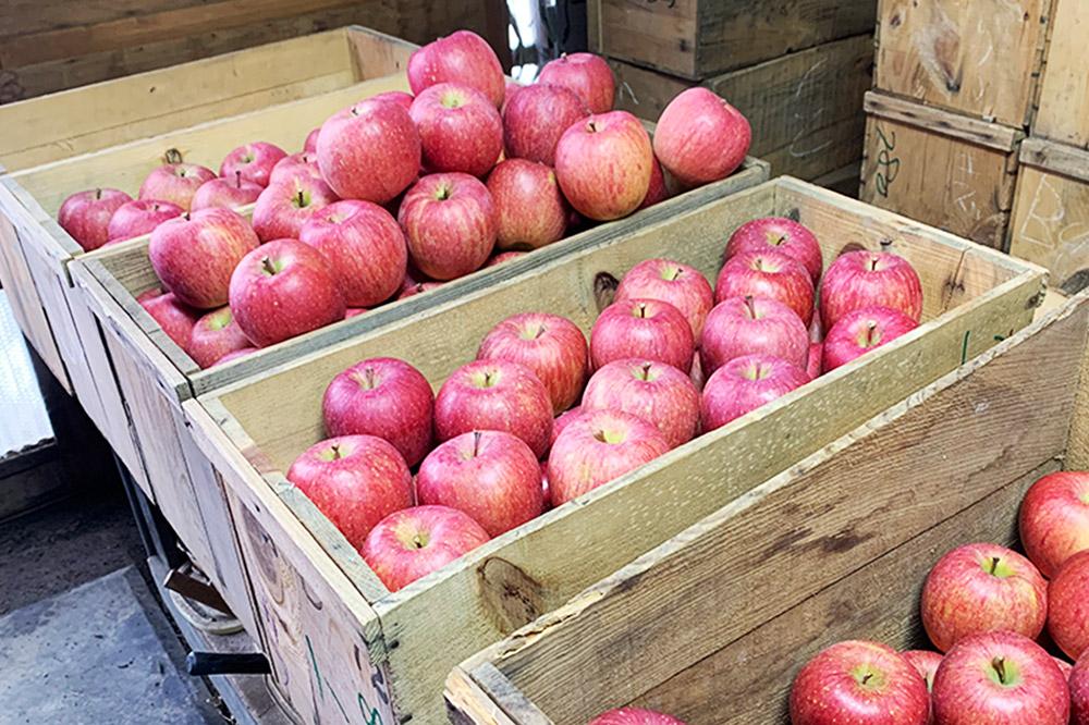 りんご【訳あり】サンふじ 約3kg  弘前市産 青森りんご