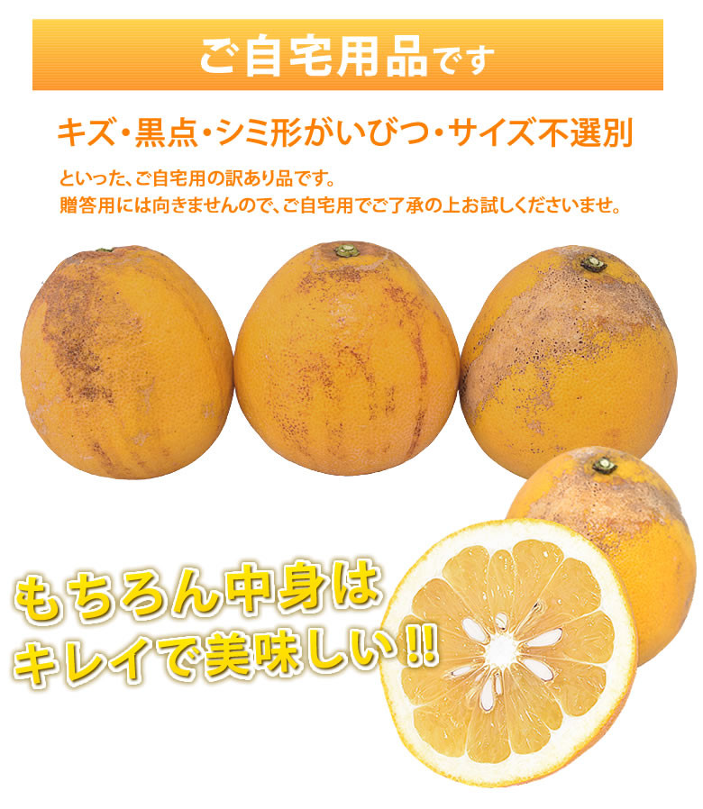 訳あり河内晩柑