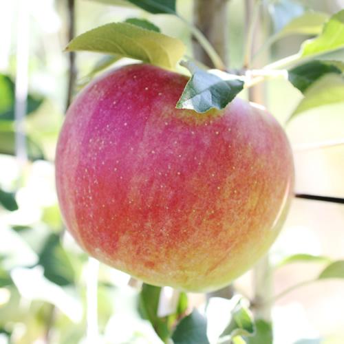 香りも良く食べやすい! 長野県産 りんご(シナノスイート)約5kg 秀品＜2026年10月中旬～11月中旬発送＞