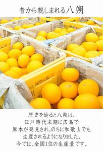 木成り八朔6kg（大小混合）《ご家庭用》ちょっと訳あり　和歌山県より農園直送！まごころ産直みかん【北海道・沖縄県・一部離島 配送不可】はっさく　ハッサク　みかん  わけあり 訳アリ　樹上完熟