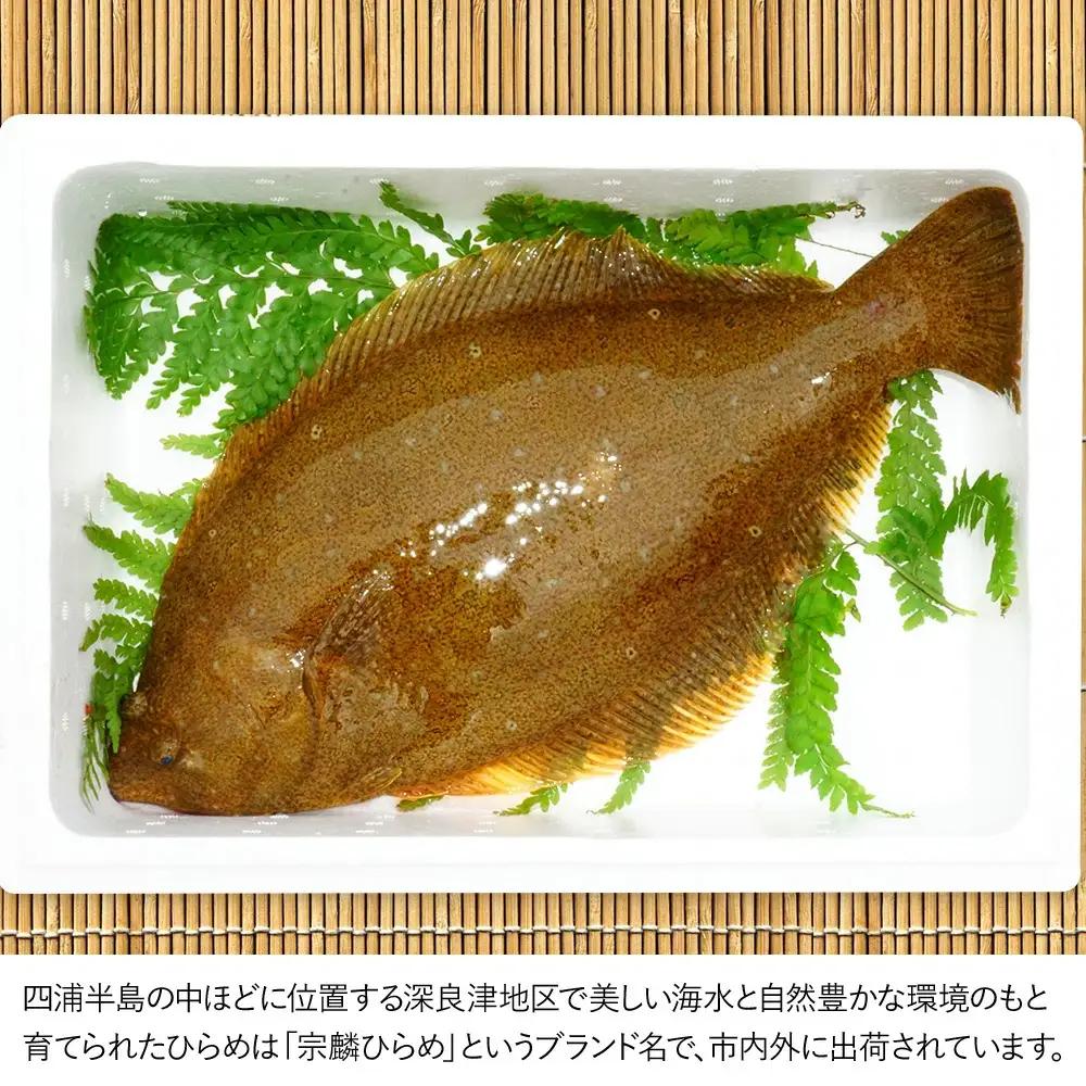 夫婦 仲良く 宗麟 ひらめ | 活 ひらめ 津久見市