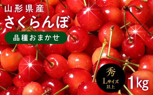 FYN6-523 ≪2026年先行予約≫山形県産 さくらんぼ 品種おまかせ(佐藤錦・紅秀峰など) 1kg(500g×2) 秀/L以上 バラパック詰め 2026年6月中旬頃より発送 果物 くだもの フルーツ 夏果実 サクランボ チェリー 桜桃 高級 化粧箱 ギフト箱 贈り物 贈答 ギフト プレゼント 自宅 家庭 産地直送 山形県 西川町 月山