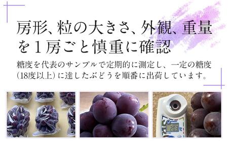 岡山県産 ぶどう 大粒 ニューピオーネ 1房（500～600g前後）農園直送 朝採れ