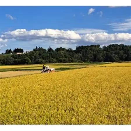 【令和7年産】はれわたり　精米5kg【1455828】