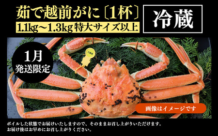 【先行予約】【1月発送限定】茹で越前がに  1杯 1.1kg～1.3kg《新鮮！茹でたてを発送》／ 高級 福井 ブランド ズワイガニ 黄色タグ ボイル 冷蔵 蟹 カニ 期間限定 ※2026年1月上旬～
