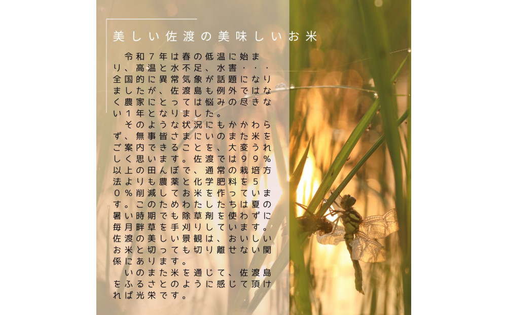 令和7年産コシヒカリ　精米（無洗米）3kg　農家直送　佐渡市いのまた米