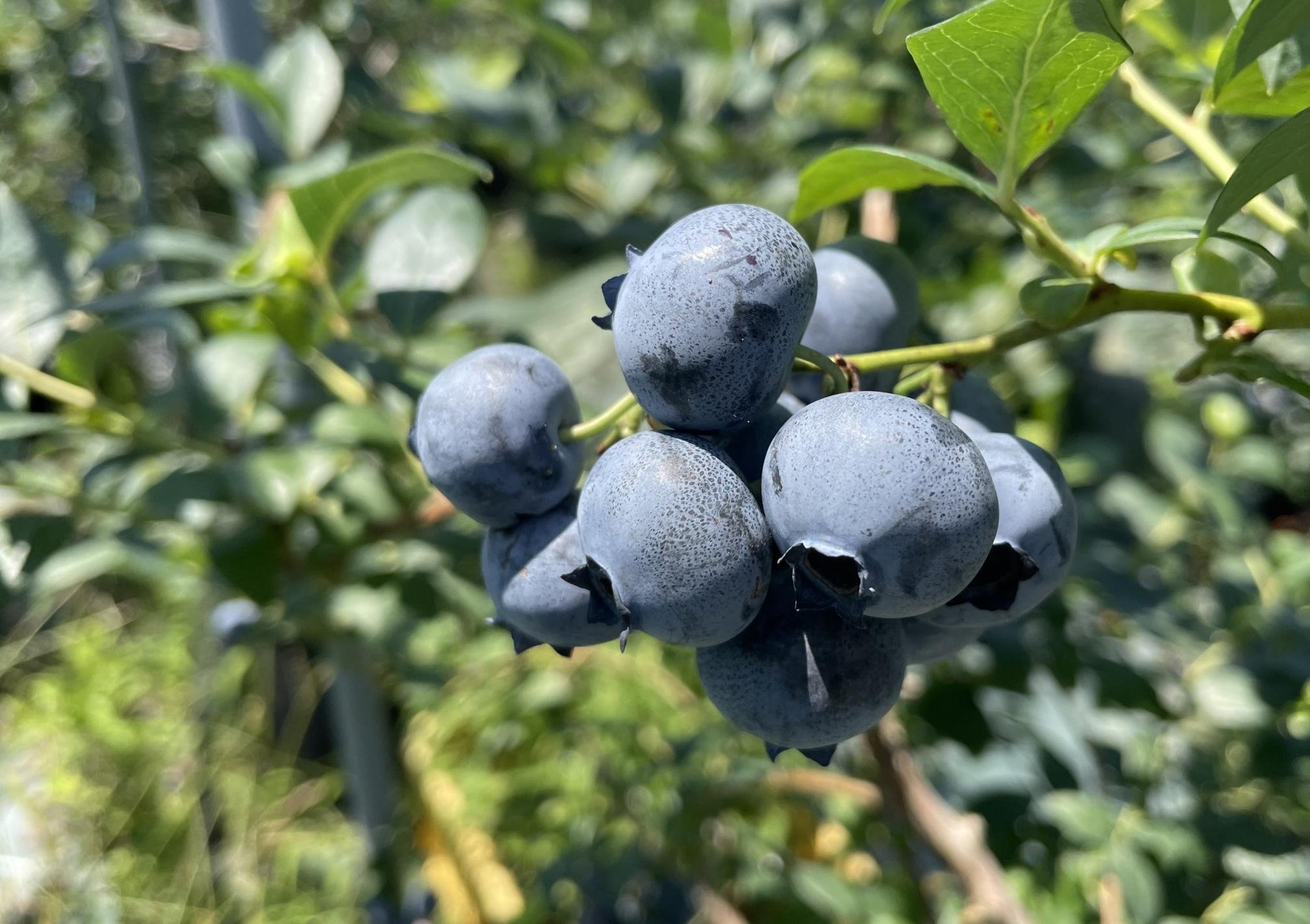 
【数量限定】お驚きの大きさ！大粒ブルーベリー(500g) 栽培期間中農薬不使用 有機栽培【えのさんのブルーベリー園】_HA1356
