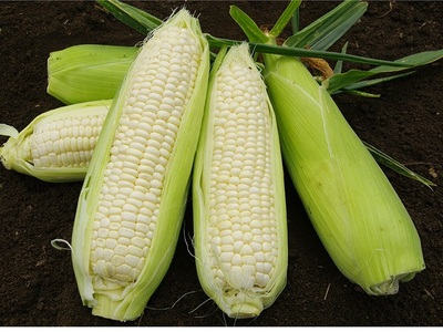 訳あり 北海道 雪の妖精（ホワイトコーン）11～12本入り とうもろこし トウモロコシ 数量限定 期間限定 甘い 朝採り 約5㎏