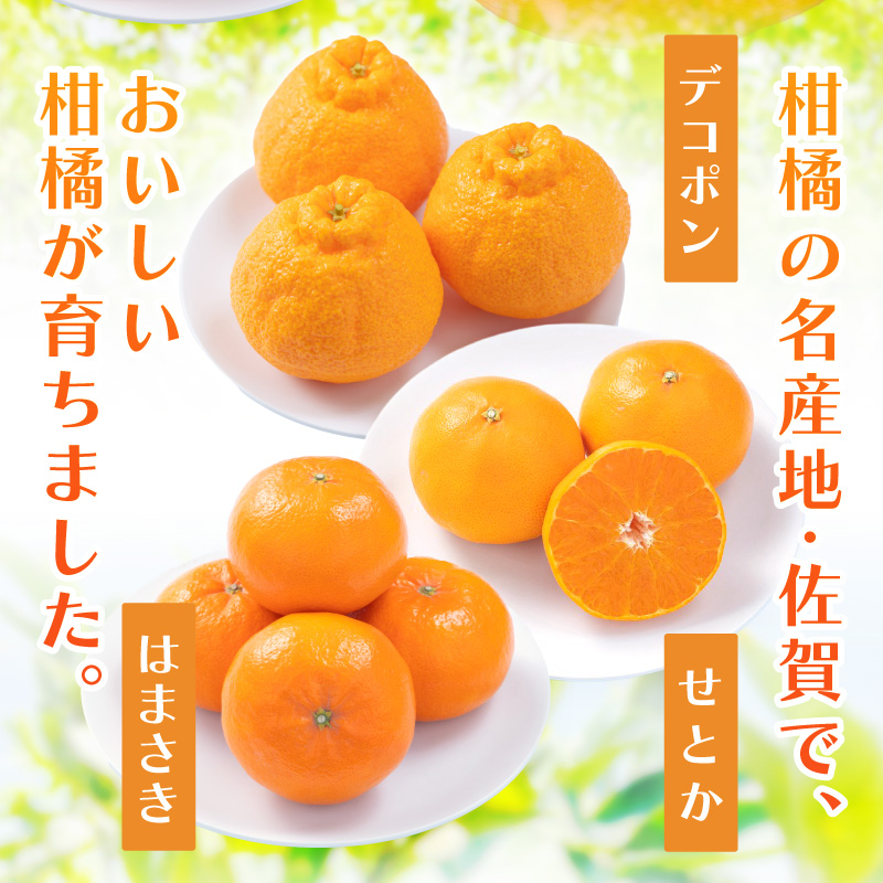佐賀産 柑橘定期便 満喫セット【全3回】 せとか はまさき デコポン 999-B860