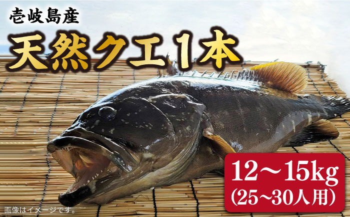 【9月〜翌年1月限定】 天然クエ 丸もの 12〜15kg（ 鍋・刺身：約25〜30人前） 《壱岐市》【丸和水産】[JCJ012] クエ くえ 冷蔵 直送 海鮮 鮮魚 刺身 刺し身 お刺身 クエ鍋 くえ
