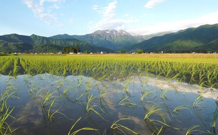 【令和7年産＼新米／】特別栽培米南魚沼産こしひかり「雪穂」5kg 精米 農薬5割削減 精米HACCP認定工場 特A獲得日本一産地 高品質精米 もっちり甘い 南魚沼産コシヒカリ【2025年10月上旬から