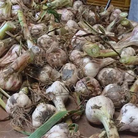 和歌山県産生にんにく約1kg　ご家庭用(日高町)【1600132】