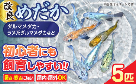 改良メダカ 5匹（ラメ系ダルマメダカ） めだか[AEAK008]