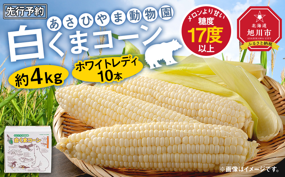 【先行予約】あさひやま動物園しろくまコーン約4kg(ホワイトレディ10本)2025年8月下旬～発送開始予定 【 とうもろこし 人気 北海道 糖度 野菜 白いとうもろこし 白いスイートコーン 産地直送 ホワイトレディ コーン 玉蜀黍 旬 お取り寄せ 旭川市 北海道 送料無料 】_00308