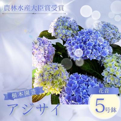 ふるさと納税 南相馬市 【先行予約】アジサイ 花音-KANON 5号鉢 aj001-ah