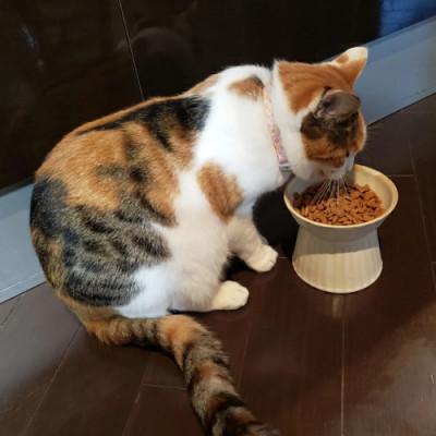 ふるさと納税 益子町 【益子焼】ねこ用フードボウル kinari ◆小型犬にも◆陶器 エサ皿 |  | 02
