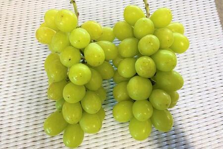 ★お届けは2024年8月から！★ 産地直送 シャインマスカット約２キロ入り // シャインマスカット 産地直送シャインマスカット