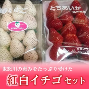 ＜先行予約＞【とちあいか ミルキーベリー】鬼怒川の恵みをたっぷり受けた　栃木県上三川（かみのかわ）町産　紅白イチゴセット【紅白各1パック】いちご イチゴ 苺 白いちご 紅白いちご ※2026年1月中旬～3月中旬頃に順次発送予定 ※離島への配送不可