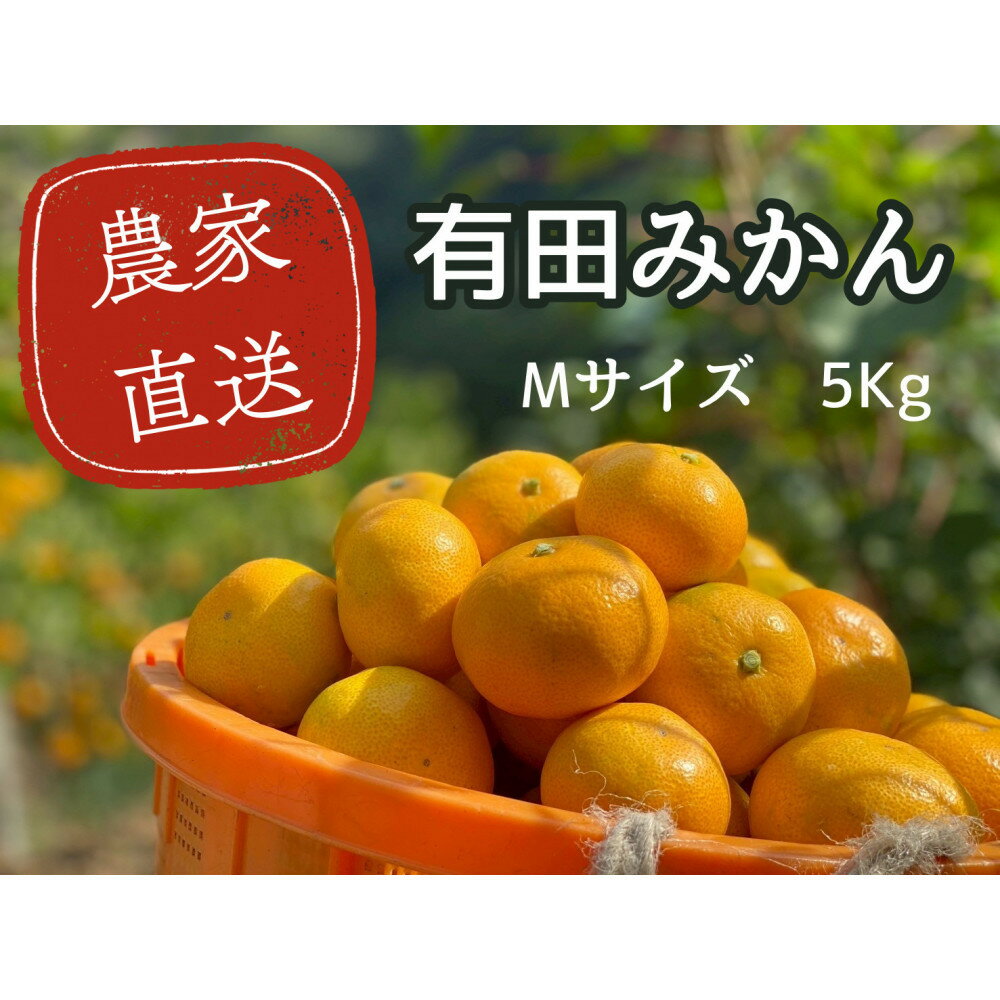 【ふるさと納税】有田みかん M 5kg 贈答用 乳酸菌栽培 | フルーツ 果物 くだもの 食品 人気 おすすめ 送料無料