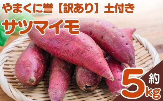 やまくに誉サツマイモ【訳あり】土付き 5kg | さつまいも サツマイモ 芋 お芋 5キロ 訳あり 家庭用 九州産 国産 九州 大分県 中津市