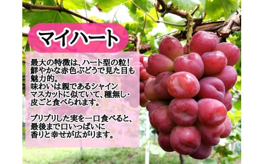 ※2026年の予約です！※【産地直送】フルーツ王国岡山シャインマスカットの娘マイハート入り！ぶどう１.２kg詰め合わせ / 岡山 真庭 マイハート 瀬戸ジャイアンツ サニードルチェ マスカット 食べ比