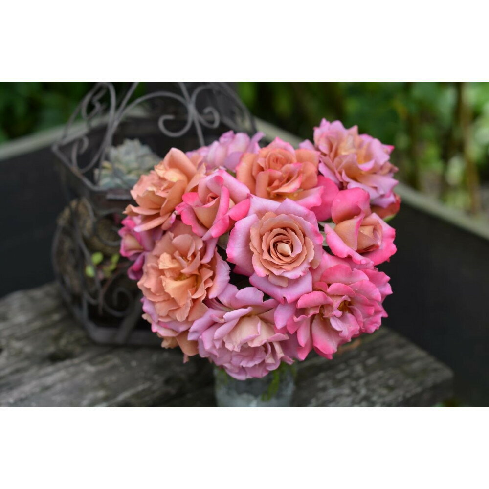 【ふるさと納税】【先行受付】バラ鉢苗　ドレープ【2026年4月下旬より発送】河本バラ園