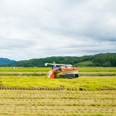 ふるさと納税 関川村 [先行予約] R7年産 関川村産こしひかり6kg ふっくら美味しさ 岩船米 [横山農産] |  | 03