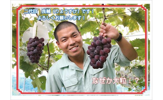 一心農園のブドウ　贈答用(2～5房入り)　品種お任せ