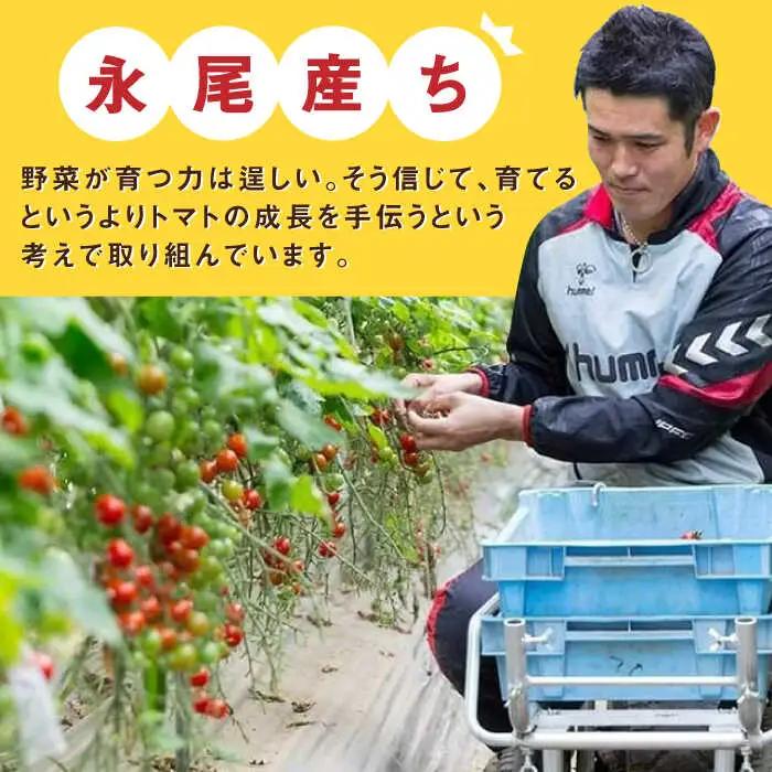 【2027年1月上旬発送】ドトマト3号 1箱（500g-1kg） / 佐賀県 / 永尾産ち [41AAAC004]