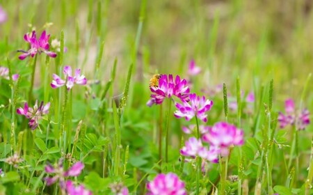 春のれんげ蜜・春のしずく2本セット 合計600g（300g×各1本） れんげ蜜 百花蜜 鹿児島 はちみつ 蜂蜜 AS-8110