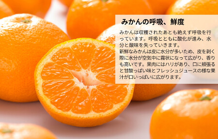 みかん うま採り 箱込約 2.5kg（内容量2.3kg） 光センサー選別 みかんの会厳選 サイズミックス 和歌山県産 産地直送 【みかんの会】［2025年11月中旬より2026年1月中旬頃順次出荷予定